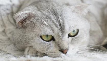 爱游戏资讯-索尔福德城抢断效率提升，半岛球场冲击连胜，索尔福德是高水平大学嘛