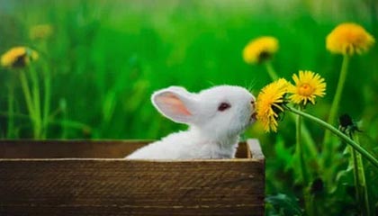 爱游戏APP-中国高尔夫小将美巡赛首轮并列领先，高尔夫美巡赛中国选手